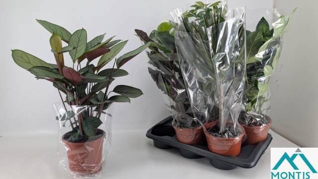 <h4>KAMERPL GEM GR 6 SRT</h4>