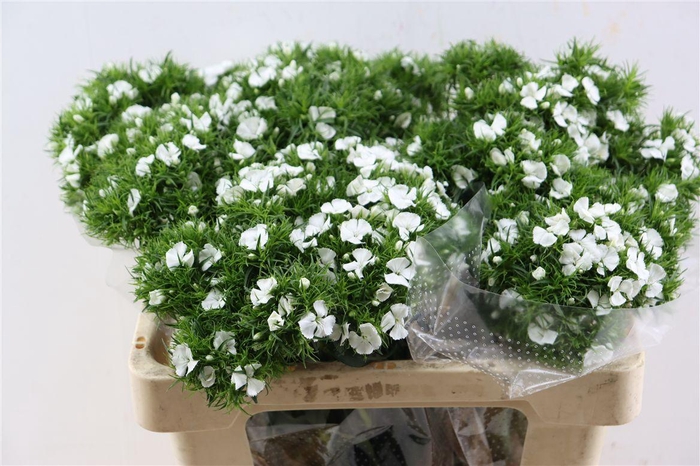 Di Barb Breanthus Hera Wite