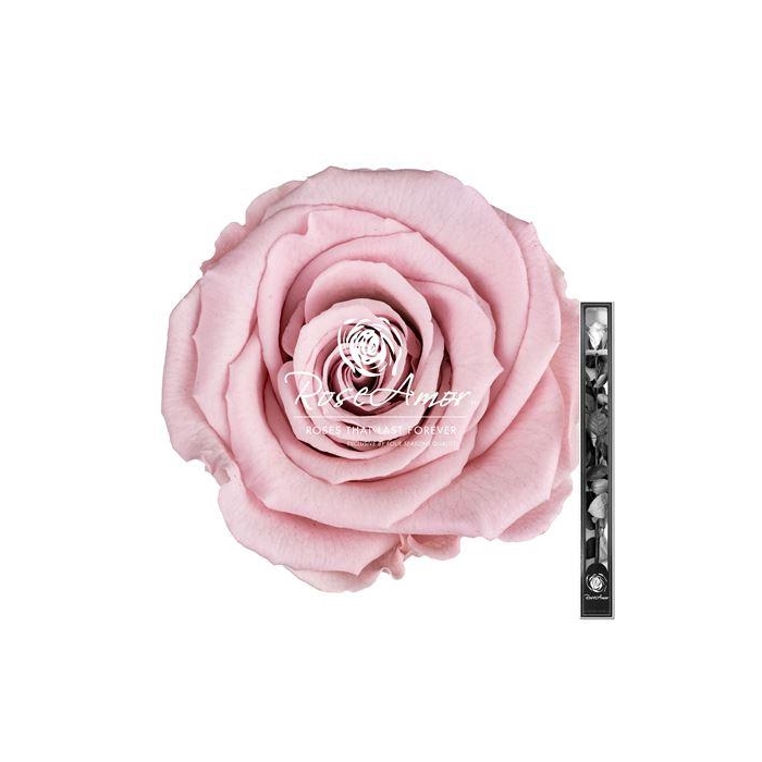 <h4>60cm Stem Pin04</h4>