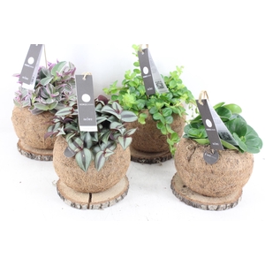 arr3 Kokoplant - Kokosbol op schijf x7