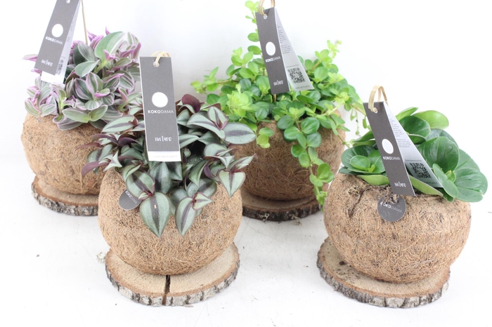 <h4>arr3 Kokoplant - Kokosbol op schijf x7</h4>