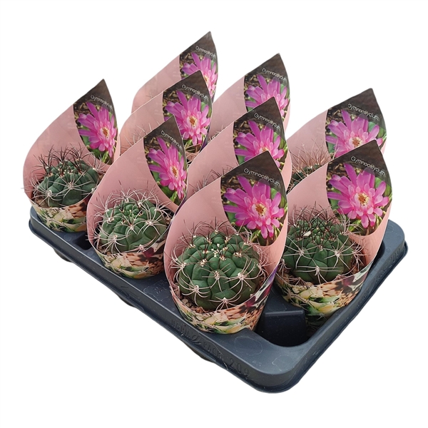 <h4>GYMNOCALYCIUM SAGLIONIS - POT Ø 10,5 - COLLECTION WITH POTCOVER (CACTUS)</h4>