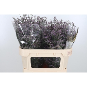 Limon Safora Lilac