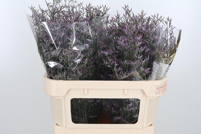 <h4>Limon Safora Lilac</h4>