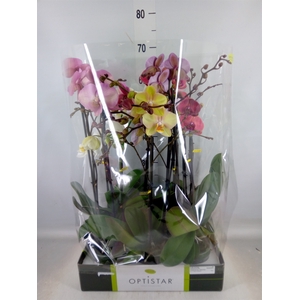 Phalaenopsis   ...mix  6