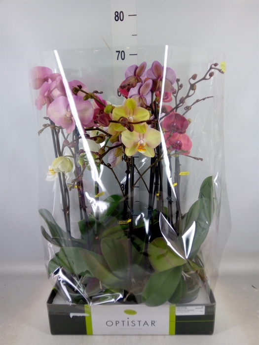 <h4>Phalaenopsis   ...mix  6</h4>