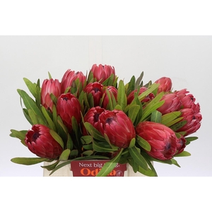 Protea Red Ice