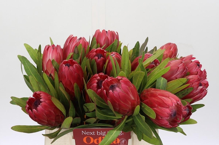 Protea Red Ice