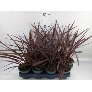 Cordyline austr. 'Red Star'