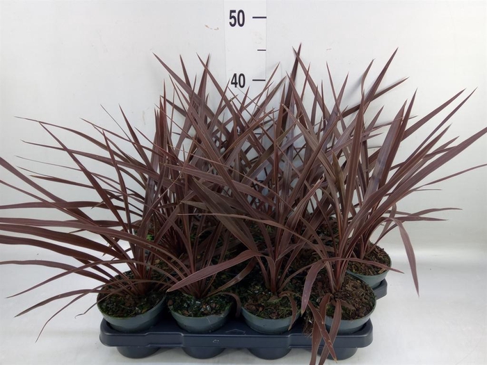 <h4>Cordyline austr. 'Red Star'</h4>