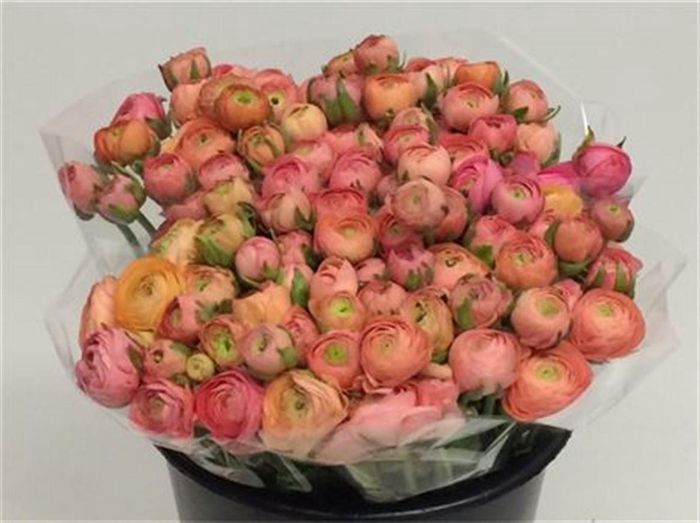 <h4>Ran El Salmon Extra</h4>