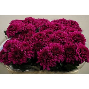 CHR G  LAMIRA 1PT 90 GR.