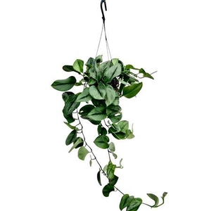 Scindapsus Trebie Moonlight Hangpot