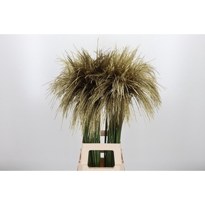 Miscanthus Kl Bh Goud