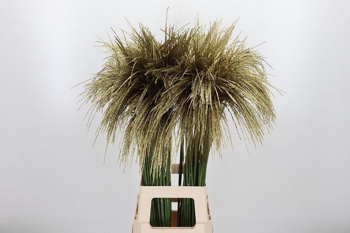 <h4>Miscanthus Kl Bh Goud</h4>