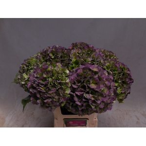 HYDR M CH VERE BL CL