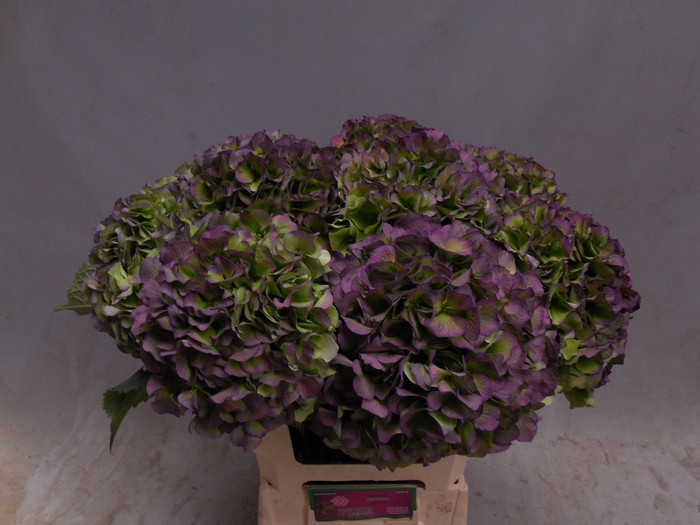 <h4>HYDR M CH VERE BL CL</h4>