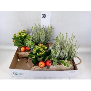 Arr.   Tuinplanten L%