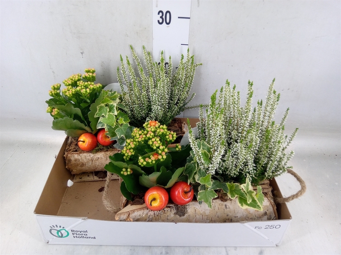 <h4>Arr.   Tuinplanten L%</h4>
