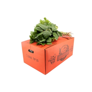 Salal Tip Orange Box