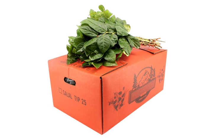 Salal Tip Orange Box