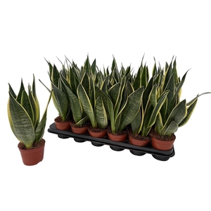 SANSEV TRIFASCIA  OV