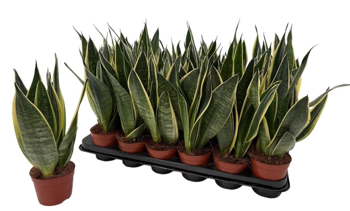 <h4>SANSEV TRIFASCIA  OV</h4>