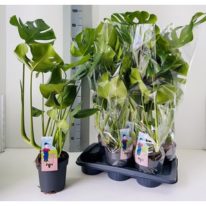 MONSTERA DELICIOSA