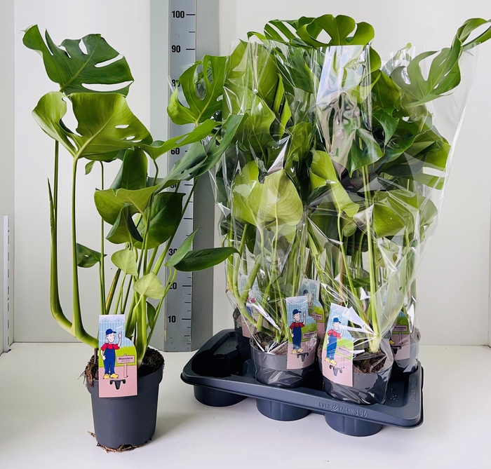 <h4>MONSTERA DELICIOSA</h4>