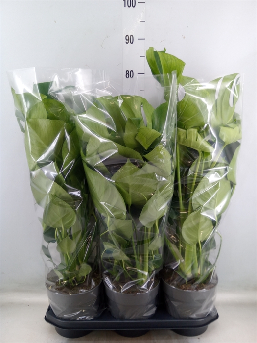 <h4>Monstera delic.</h4>