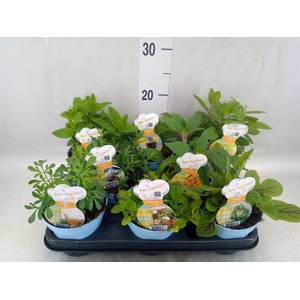 Tuinkruiden   ...mix