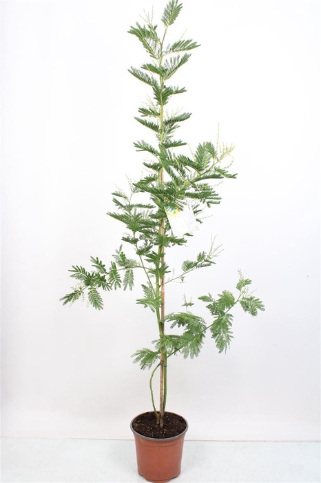 <h4>Acacia Mimosa Daelbata</h4>