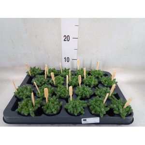 Delosperma echinatum