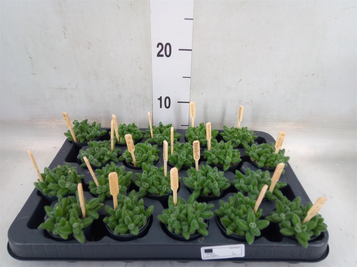 <h4>Delosperma echinatum</h4>