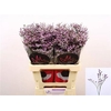 Limon Safora Lilac