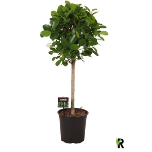 Ficus Mi Moclame stam op rechte stam
