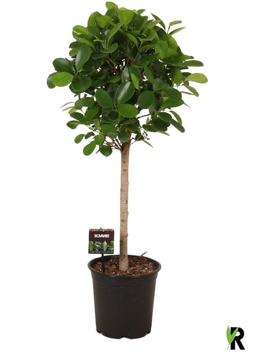 <h4>Ficus Mi Moclame stam op rechte stam</h4>