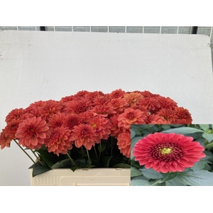 DAHL BALL ORANGE FOX