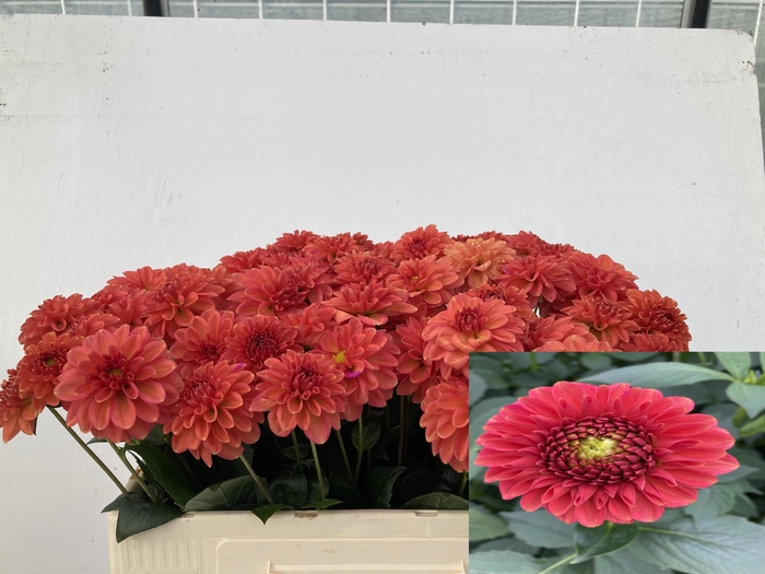 <h4>DAHL BALL ORANGE FOX</h4>