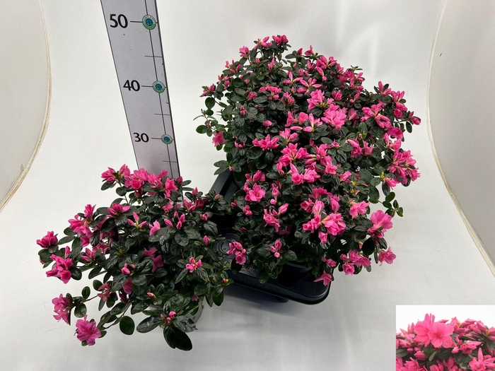 <h4>RHODO SI DESIREE</h4>