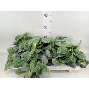 Scindapsus pictus 'Silvery Ann'