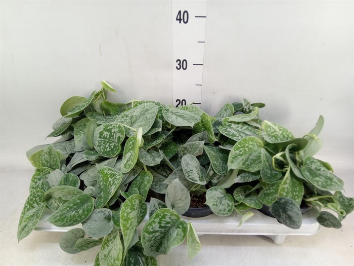 <h4>Scindapsus pictus 'Silvery Ann'</h4>