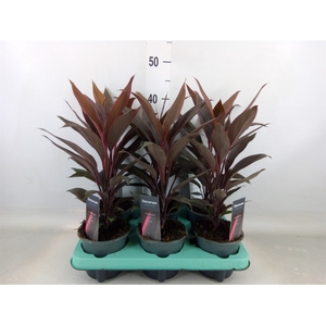 Cordyline fruti. 'Tango'