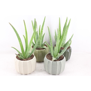 arr3 OV - Ker. Copenhagen x4 Aloe vera