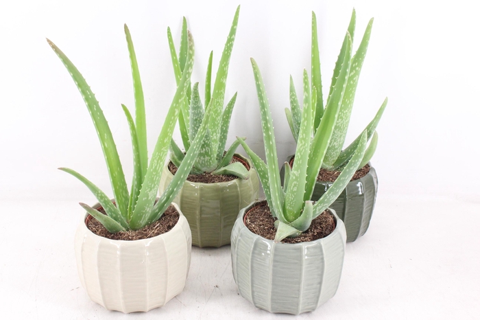 <h4>arr3 OV - Ker. Copenhagen x4 Aloe vera</h4>