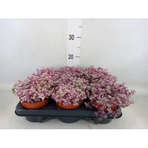 Callisia repens 'Rosato'