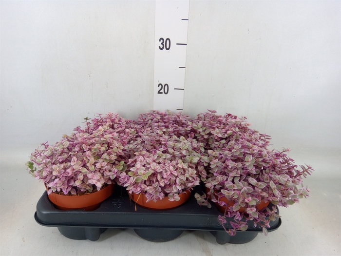 <h4>Callisia repens 'Rosato'</h4>