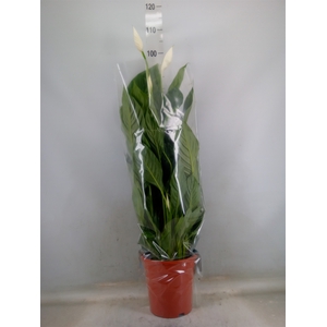 Spathiphyllum  'Sweet Lauretta'