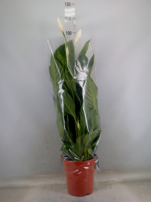 <h4>Spathiphyllum  'Sweet Lauretta'</h4>