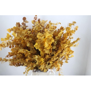 Pres Euca Stuartiana Yellow Bunch